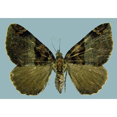 /filer/webapps/moths/media/images/M/meridionata_Gonanticlea_AF_ZSM.jpg