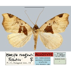 /filer/webapps/moths/media/images/R/rougeoti_Marcipa_AT_MNHN.jpg
