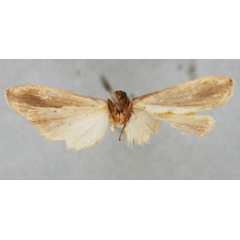 /filer/webapps/moths/media/images/F/fasciata_Prabhasa_HT_BMNHb.jpg