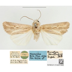 /filer/webapps/moths/media/images/C/confluens_Borolia_HT_BMNH.jpg