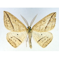 /filer/webapps/moths/media/images/M/maeviaria_Epigynopteryx_AM_TMSA_02.jpg