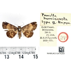 /filer/webapps/moths/media/images/H/hemicausta_Panilla_HT_BMNH.jpg