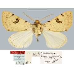 /filer/webapps/moths/media/images/P/phoenicopterorum_Acanthonyx_HT_MNHN.jpg