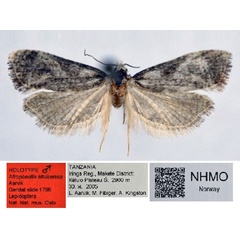 /filer/webapps/moths/media/images/K/kituloensis_Afropoecilia_HT_NHMO.jpg