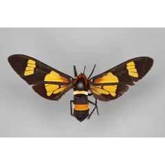 /filer/webapps/moths/media/images/A/amoena_Euchromia_HT_BMNH.jpg