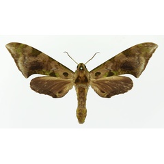 /filer/webapps/moths/media/images/R/rougeoti_Polyptychus_AF_Basquin_01.jpg