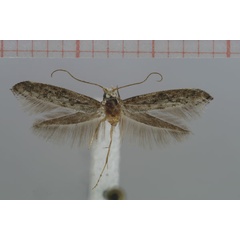 /filer/webapps/moths/media/images/N/namibiensis_Zelleria_HT_NMNW.jpg