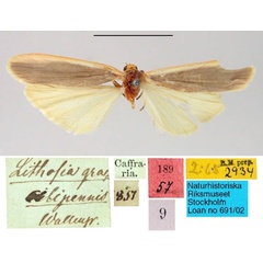 /filer/webapps/moths/media/images/G/gracilipennis_Lithosia_HT_SNHM.jpg