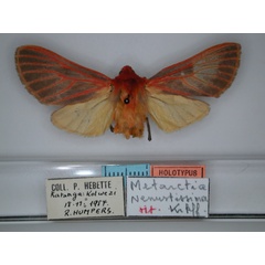 /filer/webapps/moths/media/images/V/venustissima_Metarctia_HT_RMCA_01.jpg