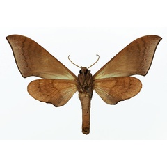 /filer/webapps/moths/media/images/P/prionites_Neopolyptychus_AF_Basquin_02.jpg