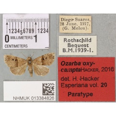 /filer/webapps/moths/media/images/O/oxycampta_Ozarba_PTM_BMNH_02a.jpg