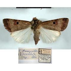 /filer/webapps/moths/media/images/B/bioculata_Amazonides_HT_MSNM.jpg