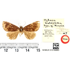 /filer/webapps/moths/media/images/H/holophaea_Oglasa_HT_BMNH.jpg