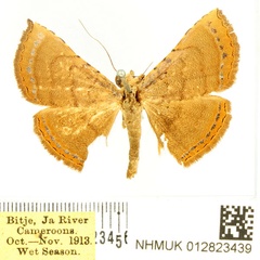 /filer/webapps/moths/media/images/A/argentifera_Eublemma_AM_BMNH_01.jpg
