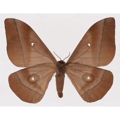 /filer/webapps/moths/media/images/O/occidentalis_Gonimbrasia_AF_Basquinb.jpg
