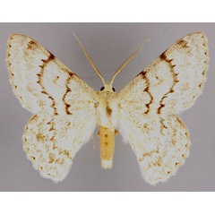 /filer/webapps/moths/media/images/H/hypoleucaria_Pingasa_A_ZSM_01.jpg
