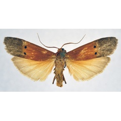 /filer/webapps/moths/media/images/M/mesosticta_Crocosia_AM_NHMO.jpg