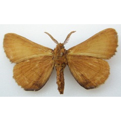 /filer/webapps/moths/media/images/C/castanea_Poloma_AM_NHMUKb.jpg