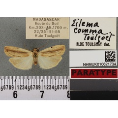 /filer/webapps/moths/media/images/C/comma_Eilema_PT_BMNHa.jpg