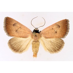 /filer/webapps/moths/media/images/S/sarcistis_Plecoptera_AM_TMSA_02.jpg