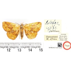 /filer/webapps/moths/media/images/L/latefasciata_Lophiophora_HT_BMNH.jpg