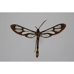 /filer/webapps/moths/media/images/L/leimacis_Amata_A_BMNH.jpg