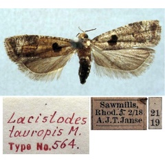 /filer/webapps/moths/media/images/T/tauropis_Lacistodes_HT_TMSA.jpg
