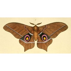 /filer/webapps/moths/media/images/E/epimethea_Imbrasia_Drury2_13_1.jpg