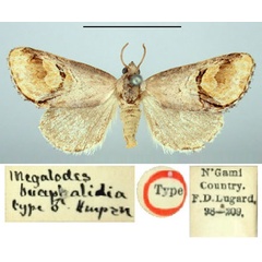 /filer/webapps/moths/media/images/B/bucephalidia_Megalodes_HT_BMNH.jpg