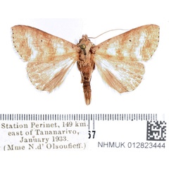 /filer/webapps/moths/media/images/L/lajonquierei_Mafana_AM_BMNH_01.jpg