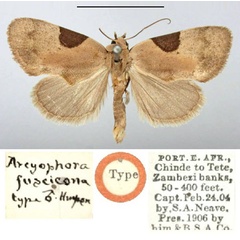 /filer/webapps/moths/media/images/F/fuscicona_Arcyophora_HT_BMNH.jpg