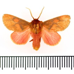 /filer/webapps/moths/media/images/L/lateritia_Micraphe_AM_BMNH.jpg