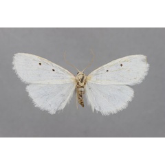 /filer/webapps/moths/media/images/H/heidrunae_Cyana_A_BMNH.jpg