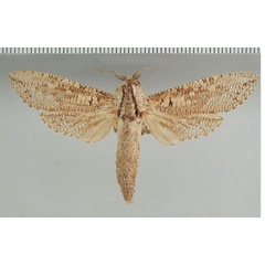 /filer/webapps/moths/media/images/C/capensis_Strigocossus_AM_ZMHB.jpg