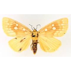 /filer/webapps/moths/media/images/O/odontophora_Rhanidophora_AF_TMSA_02.jpg