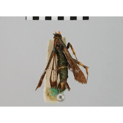 /filer/webapps/moths/media/images/H/heliostoma_Cabomima_STM_BMNH.jpg