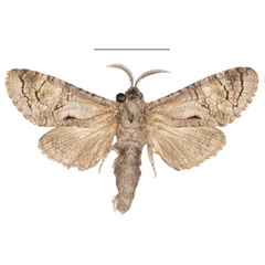 /filer/webapps/moths/media/images/F/foucauldi_Afrikanetz_HT_Muller.jpg