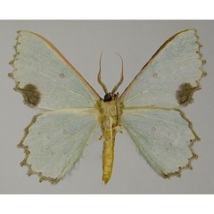 /filer/webapps/moths/media/images/C/compsa_Victoria_AM_ZSMb.jpg