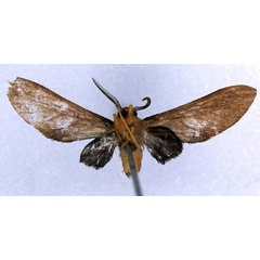 /filer/webapps/moths/media/images/X/xenops_Rhipidarctia_HT_BMNH_02.jpg