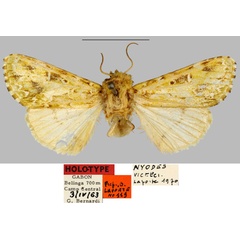 /filer/webapps/moths/media/images/V/viettei_Nyodes_HT_MNHN.jpg