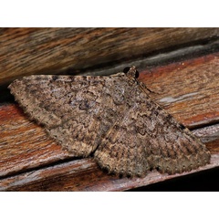 /filer/webapps/moths/media/images/U/umbricola_Polydesma_A_Mazzei_03.jpg