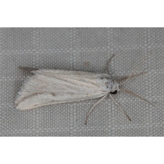 /filer/webapps/moths/media/images/P/pseudodolosa_Microligia_AM_Heyns_02.jpg