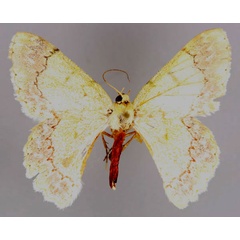 /filer/webapps/moths/media/images/D/decristata_Pingasa_A_ZSM_01.jpg