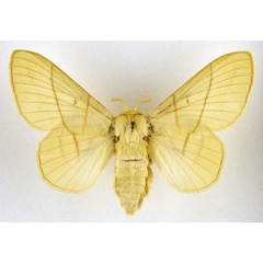 /filer/webapps/moths/media/images/M/monteiroi_Trichopisthia_AF_NHMO.jpg