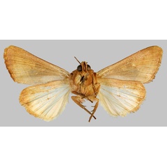 /filer/webapps/moths/media/images/C/cinisigna_Conservula_HT_MNHNb.jpg