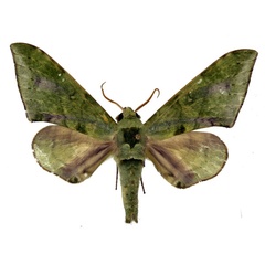 /filer/webapps/moths/media/images/V/virescens_Chloroclanis_AM_Basquin_01.jpg