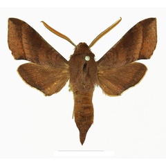 /filer/webapps/moths/media/images/L/laticornis_Basiothia_AM_Basquina.jpg