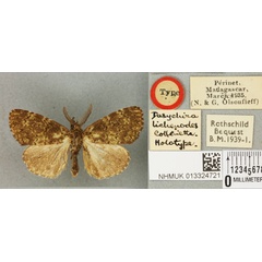 /filer/webapps/moths/media/images/L/lichenodes_Dasychira_HT_BMNHa.jpg