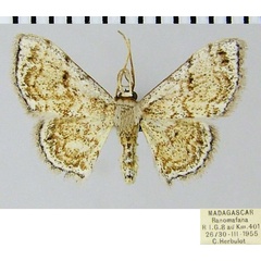 /filer/webapps/moths/media/images/L/leucoloma_Scopula_AM_ZSMa.jpg