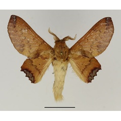 /filer/webapps/moths/media/images/J/jordani_Gelo_AM_Basquin.jpg